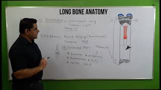 Long Bone in Hindi Structure of Long Bone  Anatomy of Long Bone  Bone Cells [upl. by Anohr470]