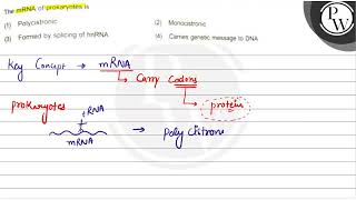 The mRNA of prokaryotes is 1 Polycistronic 2 Monocistronic 3 [upl. by Marissa]