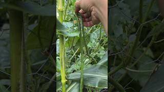 harvesting fresh string string beans from the garden shorts satisfying asmr [upl. by Pickard]