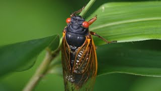 The 2024 Periodical Cicada Emergence [upl. by Artemis357]