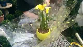 How to Gift Wrap a Plant with Jeannine at Bents Garden amp Home [upl. by Ruperta]