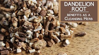 Dandelion Root Benefits as a Cleansing Herb [upl. by Lewellen382]