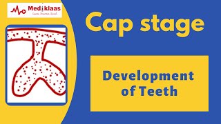 Cap stage l Development of teeth l Dental embryology l Mediklaas [upl. by Lait626]