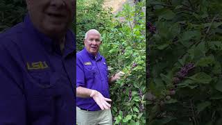 How to Grow American Beautyberry [upl. by Adaven758]