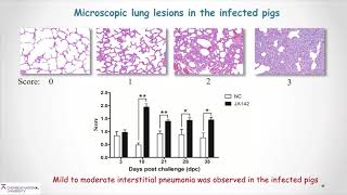 Dr Salik Nazki  Local Immune responses play a vital role in PRRSV clearance from infected pigs [upl. by Modeerf441]