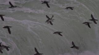 The Flight of the Guillemots Stora Karlsö 1 November 2010 [upl. by Hadden]