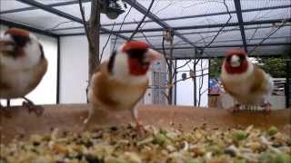 Stieglitz Zucht jilguero 2014birds goldfinch chardonneret [upl. by Elconin]