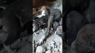 Mother dog 🐕feeding milk baby puppies youtubeshorts dog short video viral video shorts [upl. by Eniale]