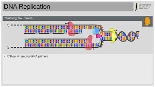 DNA Replication [upl. by Tikna]