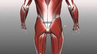 Muscles of the Gluteal Region  Part 1  Anatomy Tutorial [upl. by Jervis]