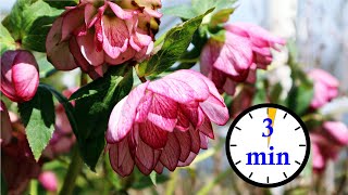 3 Minute Hellebore Tour  So Many Flowers [upl. by Meekar232]