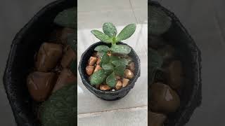 다육이 키우는 중 다육이 키우기 키우기쉬운식물 다육 다육식물 다육스타그램 취미 shorts short plants plant succulent [upl. by Anirtak]