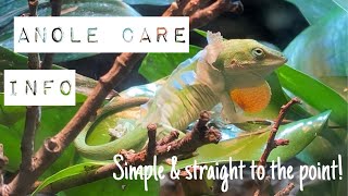 How to keep green anoles in captivityInfofeeding setup etc [upl. by Enneirb]