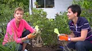 Episode 59Planting Bearded Irises [upl. by Ervine572]