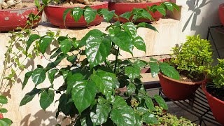 How to Grow and Care China Doll Plant  Radermachera  Fun Gardening [upl. by Arin124]