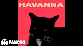 Camila Cabello  Havana  Cover Gatos [upl. by Aiem]