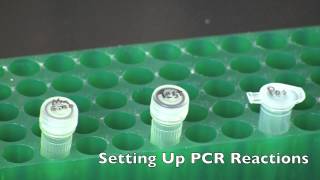 GMO Detection by PCR [upl. by Oned]