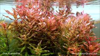 Rotala Macrandra akwarystyczny24 [upl. by Wickman]