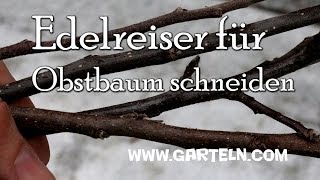 Edelreiser für Obstbäume schneiden [upl. by Aiuhsoj939]