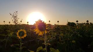 sunflower timelapse [upl. by Eikcuhc]