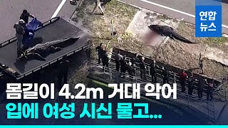 여성 시신 물고 다닌 4m 악어…미 당국 안락사 처리 연합뉴스 Yonhapnews [upl. by Yeltneb]