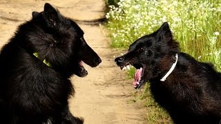 Belgian Groenendael Dog Attack [upl. by Eedyak986]