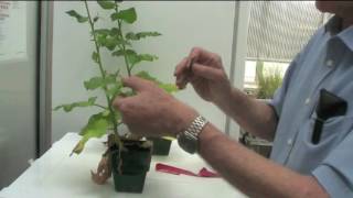 How to inoculate viruses onto plants [upl. by Nede]