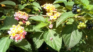 తలంబ్రాల మొక్కThalambrala PlantLantana Camara Uses ampBenefitsThalambralu ChettuAtta Kodalla Mokka [upl. by Eidua15]