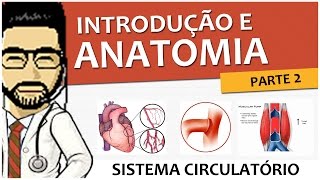 Sistema Circulatório 02  Introdução e Anatomia vascular  Parte 2 Vídeo Aula [upl. by Vidal]