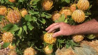 Leucospermum [upl. by Daren]