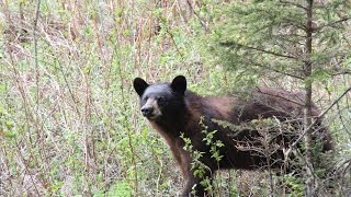 Bear Hunting  The Most Important Factor in Bear Baiting [upl. by Areehs]