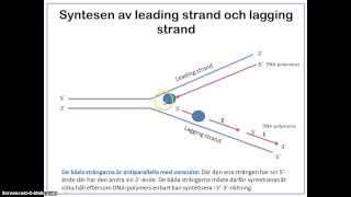 Replikationen  fördjupning [upl. by Rothstein]