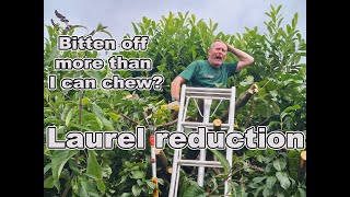 laurel reduction have I bitten off more than I can chew [upl. by Lucia563]