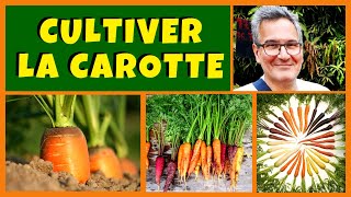 Comment réussir la carotte au potager [upl. by Kleper120]