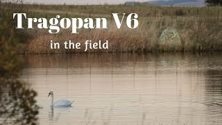 Wildlife Photography Hide  Tragopan V6 in the Field [upl. by Kinsman]