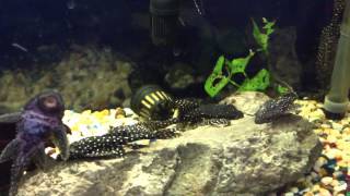 L155 Polka Dot Lyretail Pleco Acanthicus Adonis For Sale [upl. by Dett981]