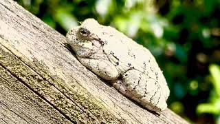 Gray tree frog audio [upl. by Adnohryt]