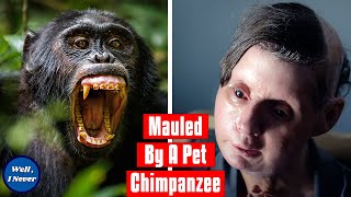 Chimpanzee Attack  The Story of Travis The Chimp and Charla Nash  Well I Never [upl. by Eilyah994]