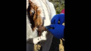 Horse Abscess Being Lanced [upl. by Enileqcaj]