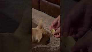 My dog love to eat lemon 😁youtubeshorts puppy doglover [upl. by Perla]