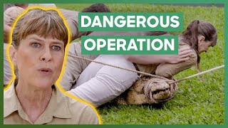 Terri Irwin Leads A Dangerous Crocodile Transport At Australia Zoo  Crikey Its The Irwins [upl. by Mumford]