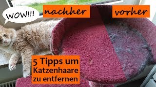 🔥Katzenhaare entfernen auf Sofa Kleidung Teppich usw einfach und effektiv  Die besten 5 Tipps [upl. by Ruthann979]