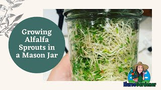 Growing Alfalfa Sprouts in a Mason Jar [upl. by Refenej]