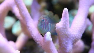 Green Clown Goby HD MACRO Gobiodon histrio rivulatus [upl. by Krucik512]