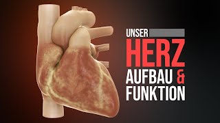 Das menschliche Herz  Aufbau und Funktion Animation [upl. by Enileuqcaj158]