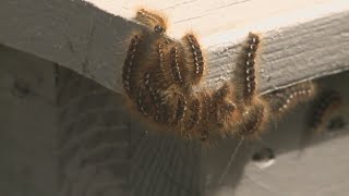 Browntail moth outbreak worst it has been since arriving in Maine [upl. by Odeen]