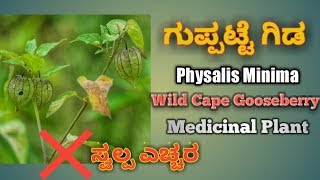 ಗುಪ್ಪಟ್ಟೆ ಗಿಡ Physalis Minima Wild Cape Gooseberry Ground Cherry [upl. by Ecart]