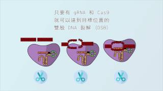 2 分鐘認識 CRISPRCas9 基因編輯技術 CRISPRCas 9 Gene Editing Introduction [upl. by Donahue]