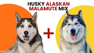 Husky Alaskan Malamute Mix AKA Alusky [upl. by Aniram]