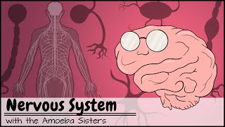 Neuromuscular System Lesson 1 [upl. by Elletsirhc]